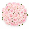 Tambuzi Blush Pink Scented Garden Roses