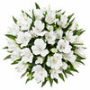 Gentle White Alstroemeria