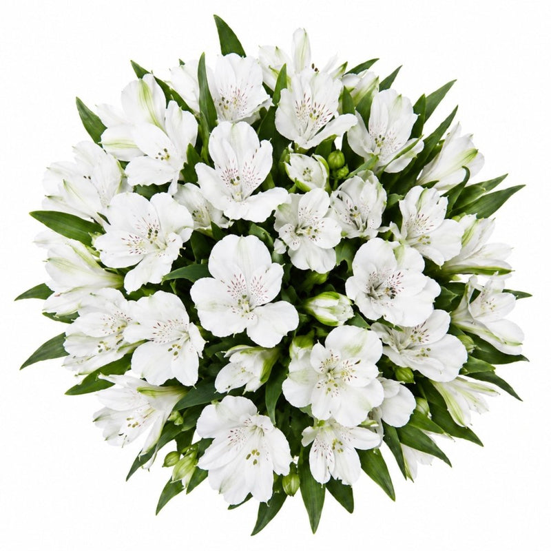 Gentle White Alstroemeria
