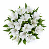 Gentle White Alstroemeria