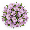 Dreamy Lilac Alstroemeria