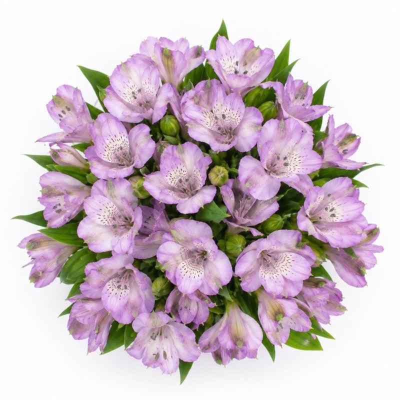 Dreamy Lilac Alstroemeria