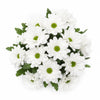 Snow White Mums