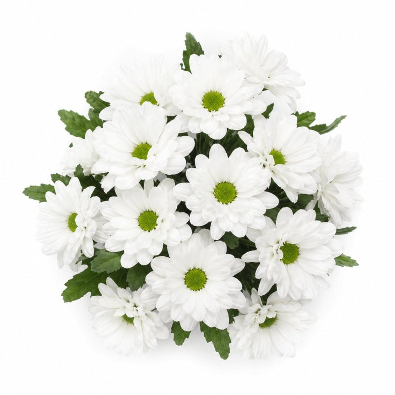 Snow White Mums