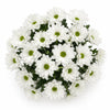 Snow White Mums