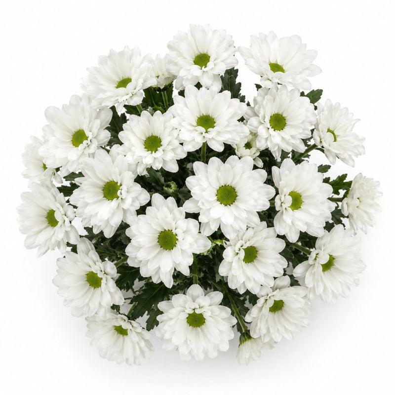 Snow White Mums