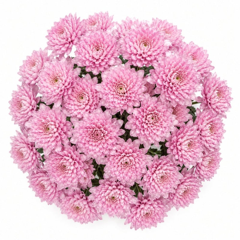 Blush Pink Mums