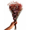 Vermont Liza Burgundy Wine Preserved Flowers
