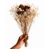 Vermont Claire Preserved Flowers