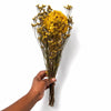 Vermont Hannah Golden Yellow Preserved Flowers