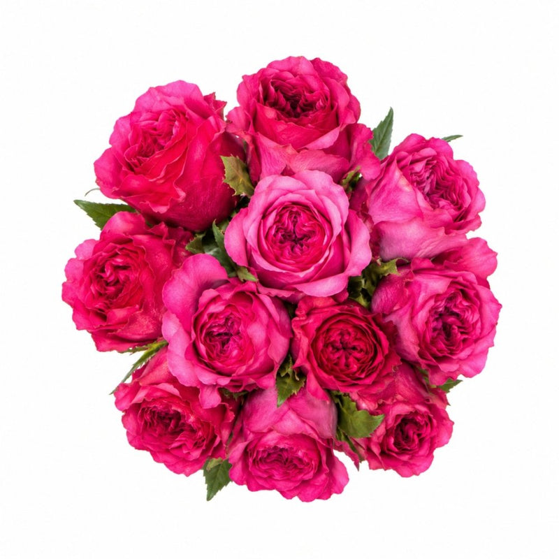 Tambuzi Hot Pink Scented Garden Roses