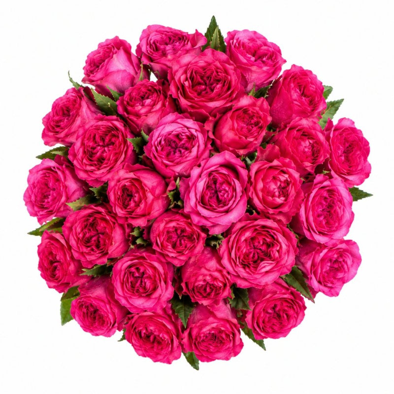 Tambuzi Hot Pink Scented Garden Roses