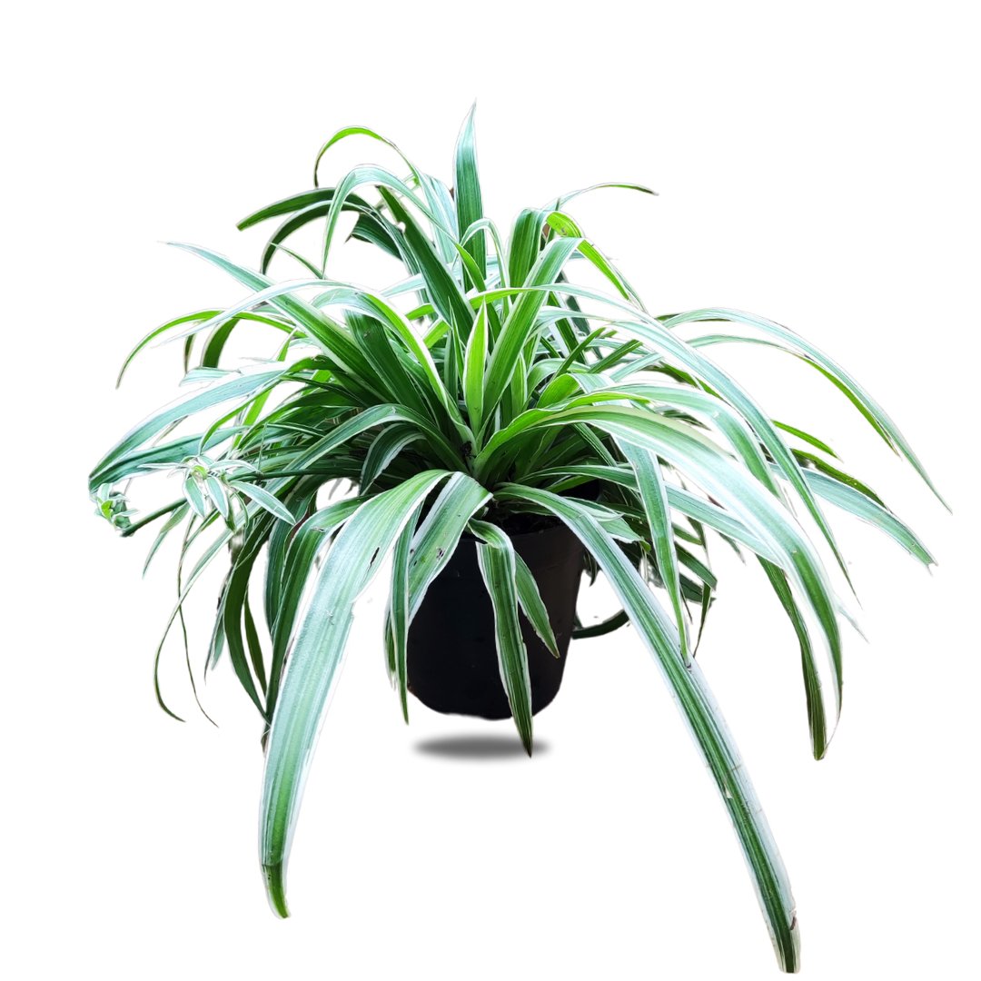 spider plant in kenya Spider Plant, 15cm