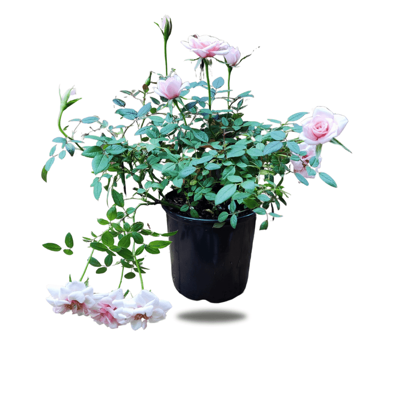 Roses, 12cm