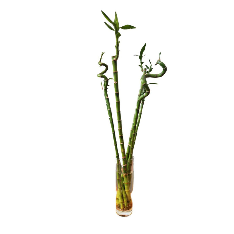 Lucky Bamboo Straight In Vase