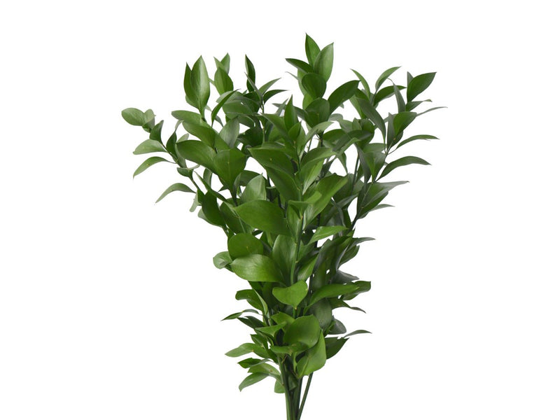 Ruscus Stem