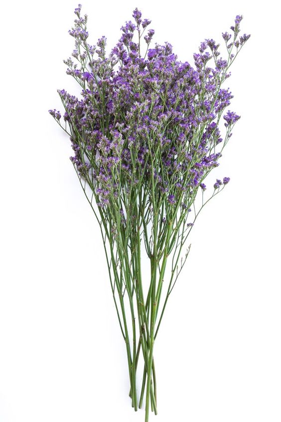 Bunch Of Limonium
