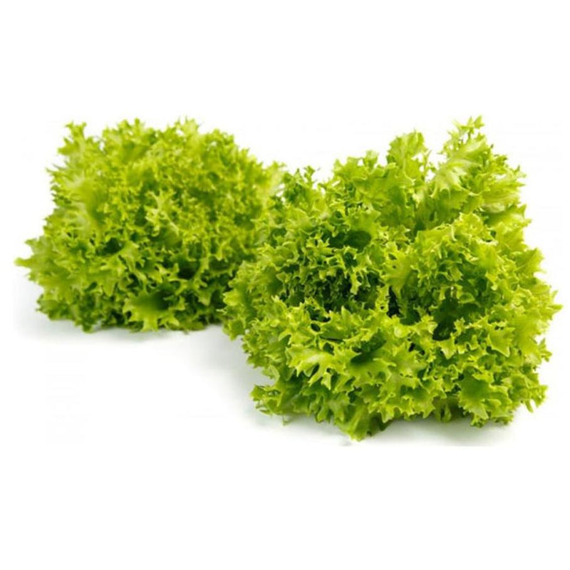 Blond Crispy Salanova Lettuce, 440g