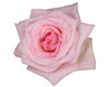 Tambuzi Scented Roses