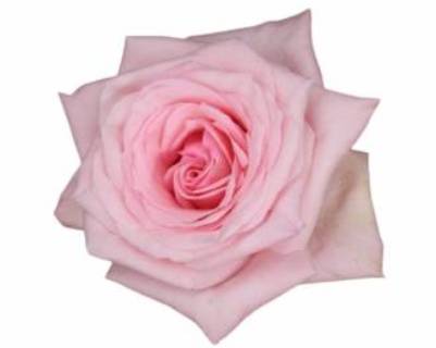 Tambuzi Scented Roses