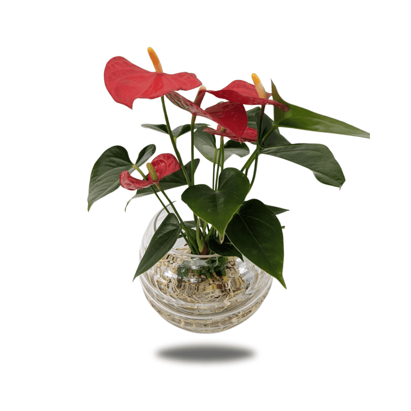 Glass Vase Anthurium