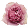 Tambuzi Scented Roses