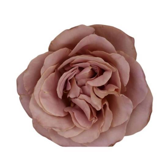 Tambuzi Scented Roses