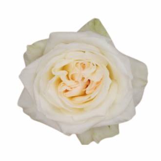 Tambuzi Scented Roses