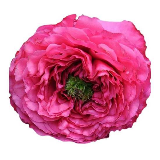 Tambuzi Scented Roses