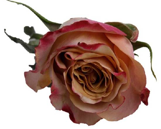 Tambuzi Scented Roses