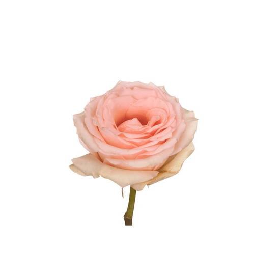 Tambuzi Scented Roses