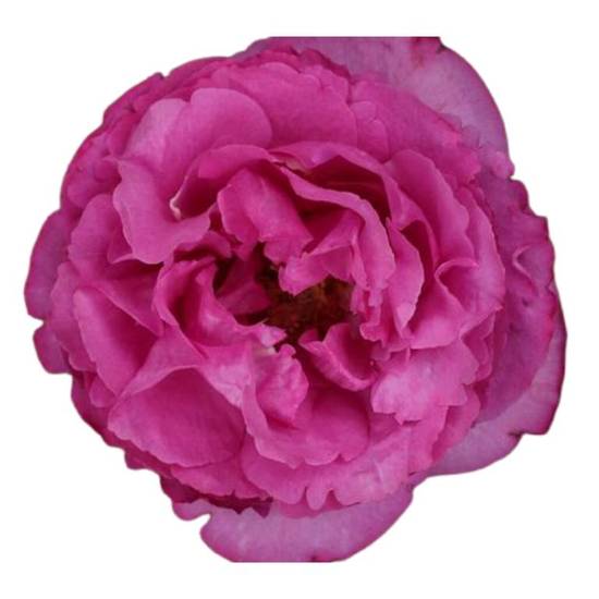 Tambuzi Scented Roses