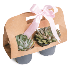 Succulent Kit