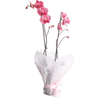 Mum’s Phalaenopsis Orchid Glow