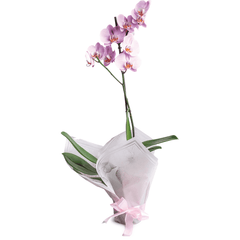 Phalaenopsis Orchid, 1 spike