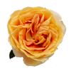 Tambuzi Scented Roses