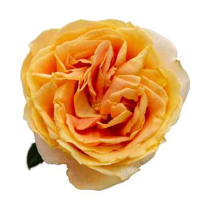 Tambuzi Scented Roses