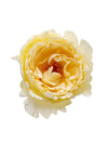 Tambuzi Scented Roses