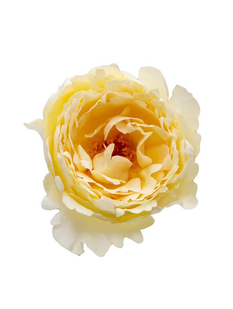 Tambuzi Scented Roses