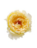 Tambuzi Scented Roses