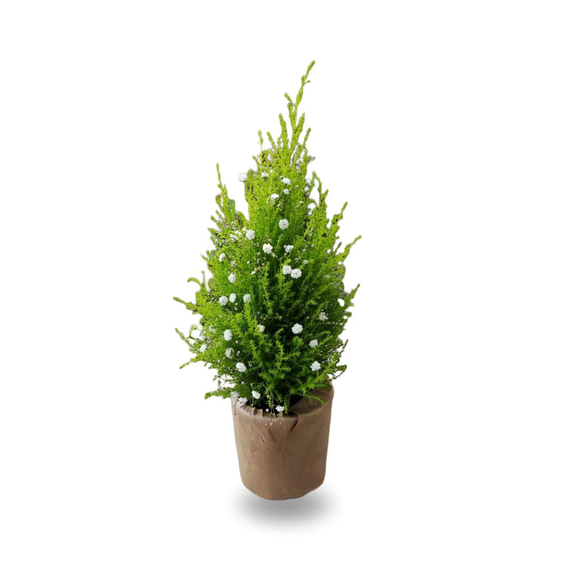 Cypress Tree