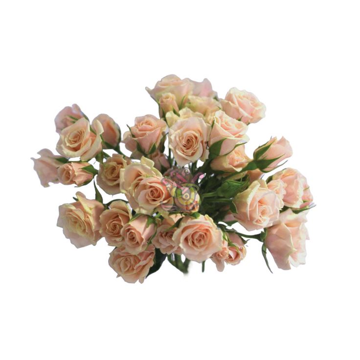 Tambuzi Flowers Spray Rose