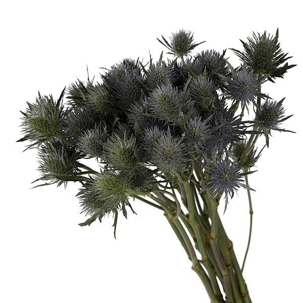 Eryngium Stem