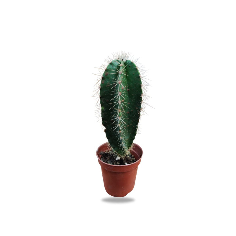 Cactus, 9cm