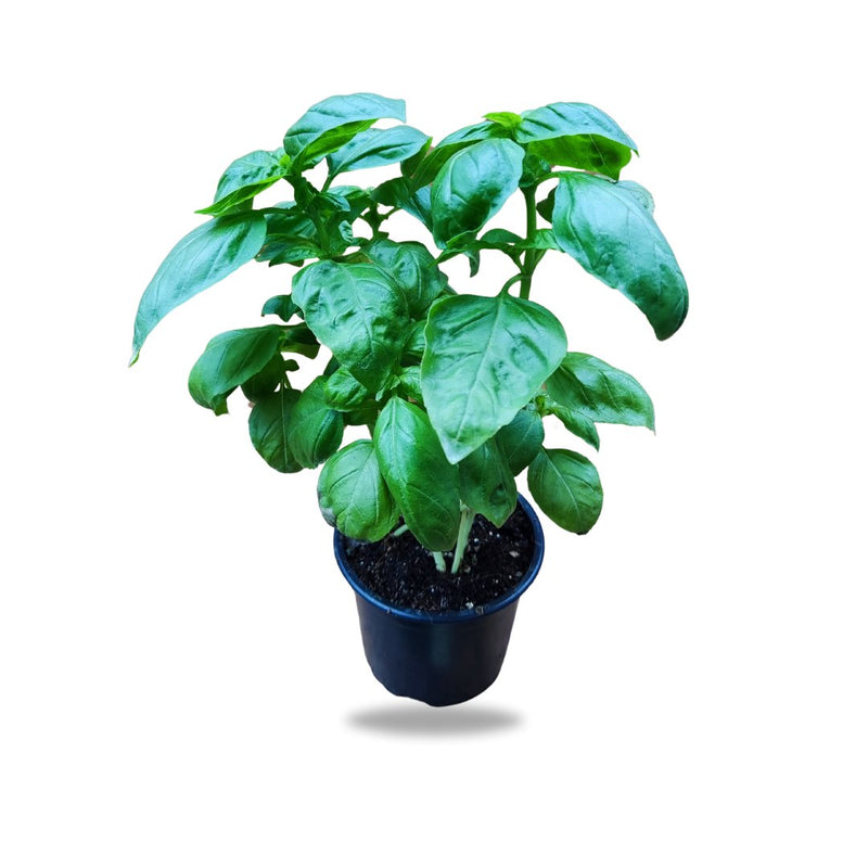 Potted Herbs