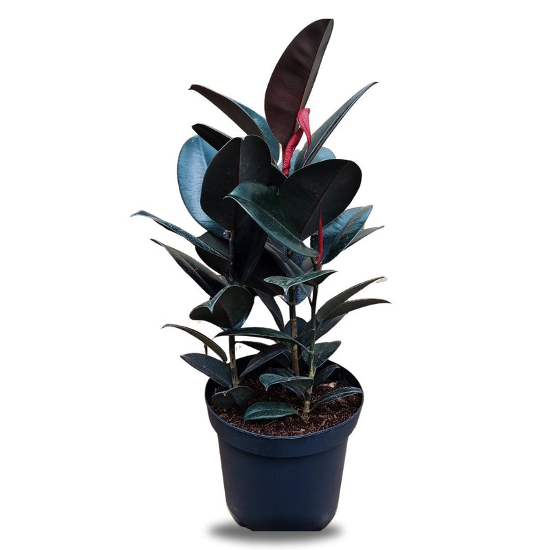 Ficus Elastica, 19cm
