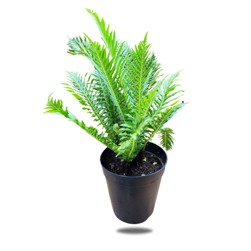 Fern, 15cm