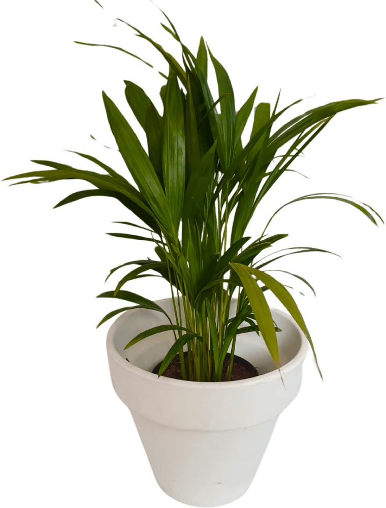 Potted Palm