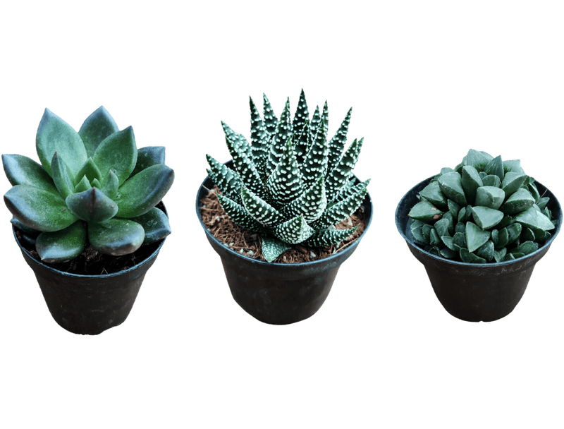 Succulents 6cm, 1pc