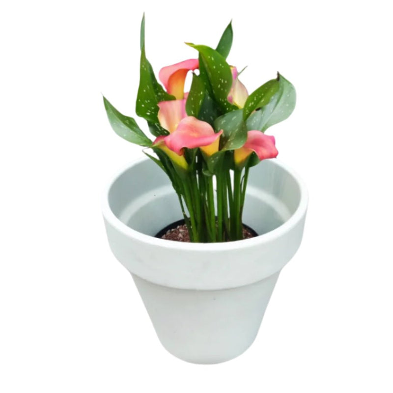Potted Calla Lily